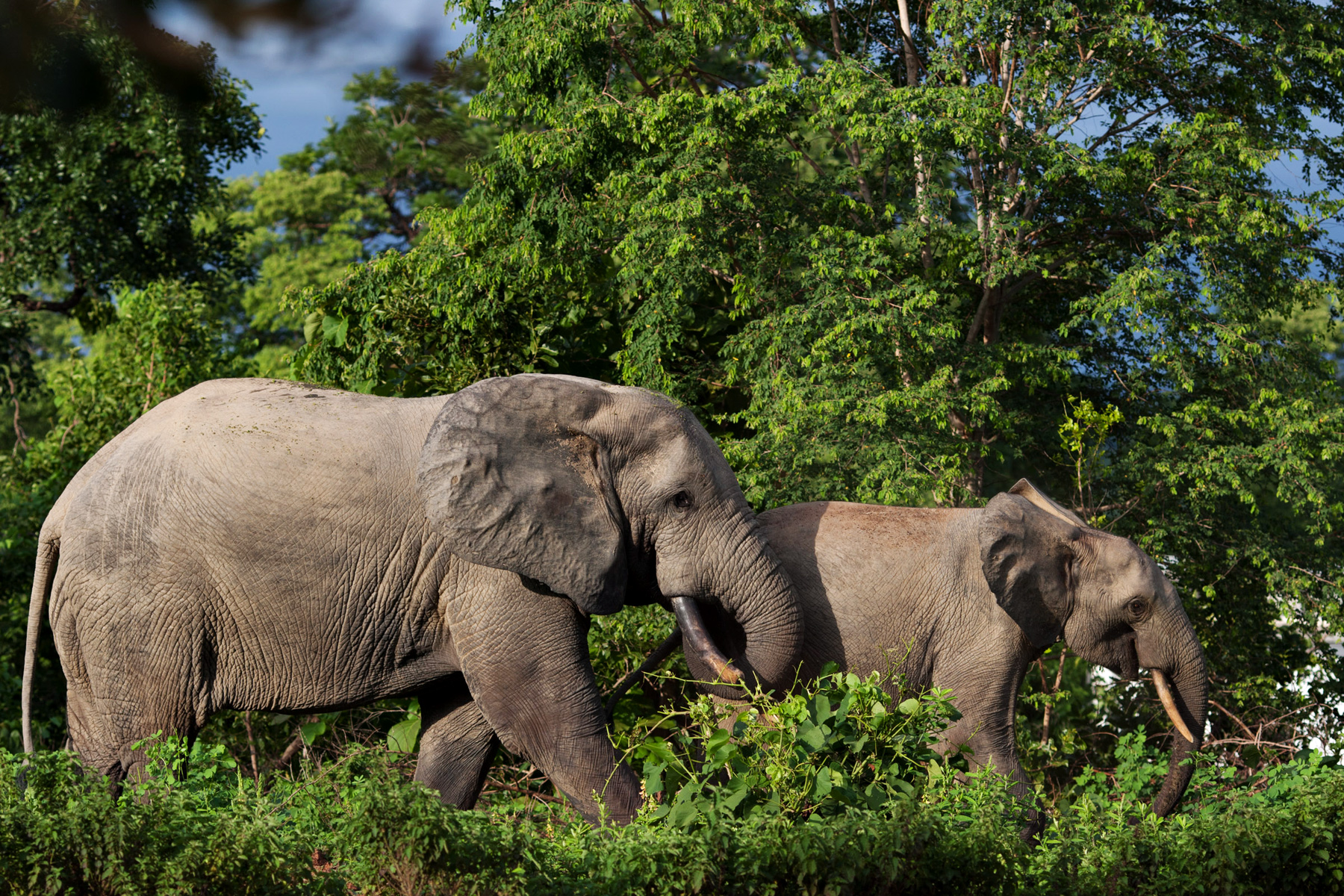 Photograph of Kakum National Park
